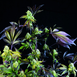 Sunset Sherbet | Feminised, Indoor & Outdoor