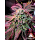 Cherry Pie | Feminised, Indoor & Outdoor