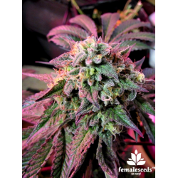 Cherry Pie | Feminised, Indoor & Outdoor