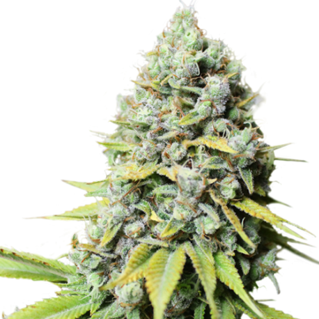 Kosher Haze | Indoor & Outdoor