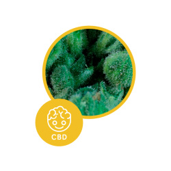 Solodiol Auto CBD | Feminised, Indoor & Outdoor