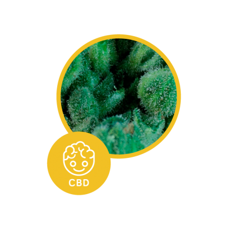 Solodiol Auto CBD | Feminised, Indoor & Outdoor