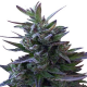 Nepal Mist Standard | Indoor & Outdoor
