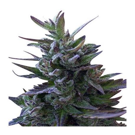 Nepal Mist Standard | Indoor & Outdoor