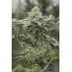 Lemon Citron | Feminised, Indoor & Outdoor