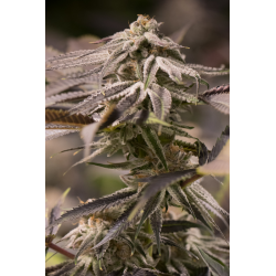 Passion Fruit Punch | Feminised, Indoor & Outdoor
