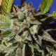 Bruce Cookies | Feminised, Indoor & Outdoor