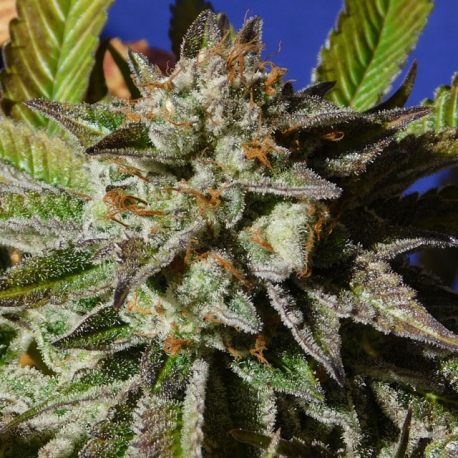 Bruce Cookies | Feminised, Indoor & Outdoor