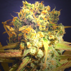 Dr. Bruce Banner CBD | Feminised, Indoor & Outdoor