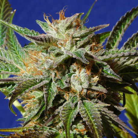 Gorilla Cookies | Feminised, Indoor & Outdoor