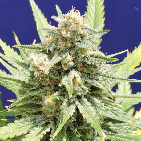 Stinkin' Bishop | Feminised, Indoor & Outdoor