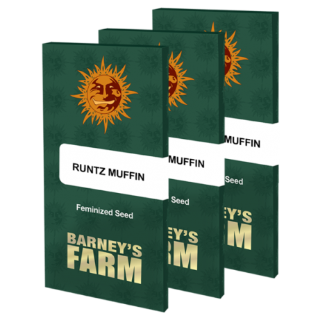 Runtz Muffin | Feminised, Indoor & Outdoor