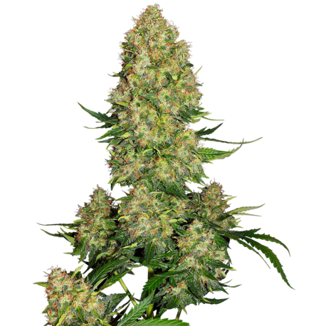 Skunk Nr. 1 Automatic | Feminised, Auto, Indoor & Outdoor