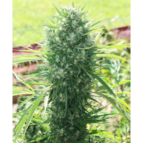 Moroccan Beldia Kif Standard | Indoor & Outdoor