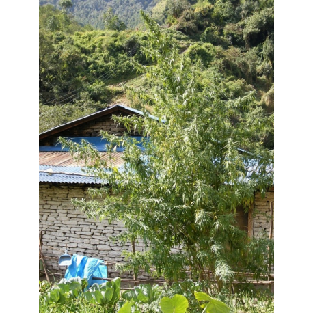 Nepal Annapurna Standard | Indoor & Outdoor