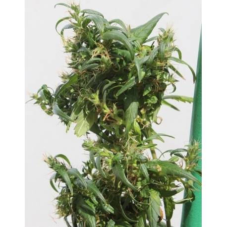 Hokkaido Japan Hemp Standard | Indoor & Outdoor