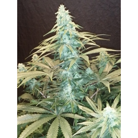 CBD #1 | Feminised, Indoor & Outdoor
