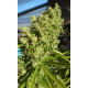 Killer A5 Haze | Feminised, Indoor & Outdoor