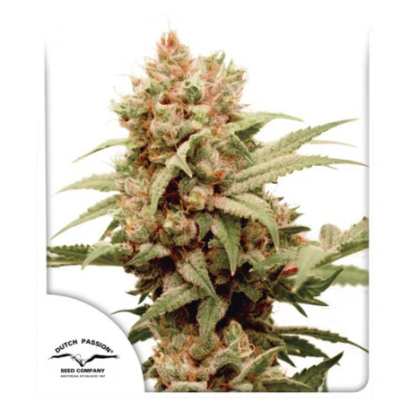 CBG-Force | Feminised, Indoor & Outdoor