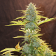 Fat Banana Automatic | Feminised, Auto, Indoor & Outdoor
