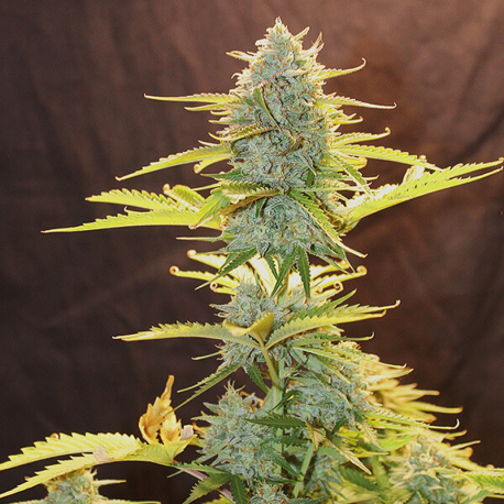 Fat Banana Automatic | Feminised, Auto, Indoor & Outdoor