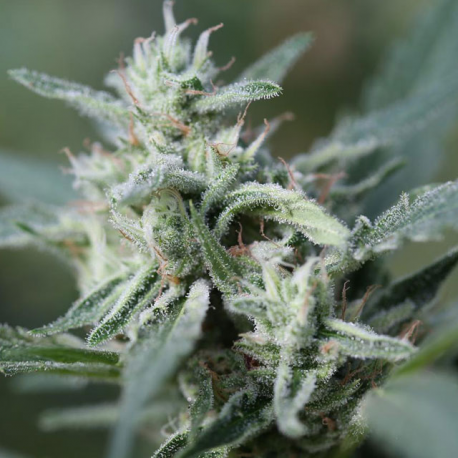 CannaFuel CBD+ | Feminised, Indoor & Outdoor