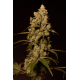 Sunset Sherbert | Feminised, Indoor & Outdoor