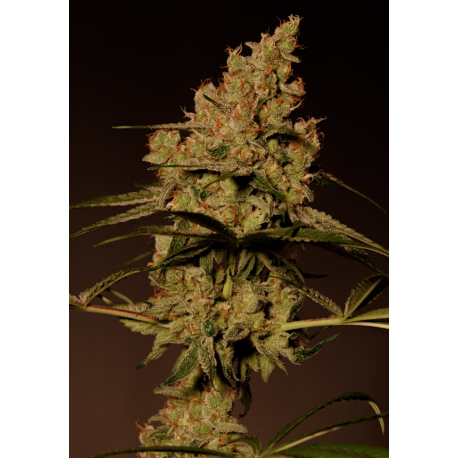 MAC1 | Feminised, Indoor & Outdoor