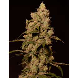 Sunset Sherbert | Feminised, Indoor & Outdoor