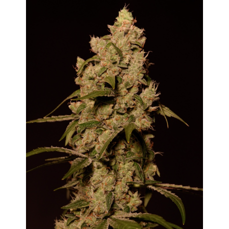 Sunset Sherbert | Feminised, Indoor & Outdoor