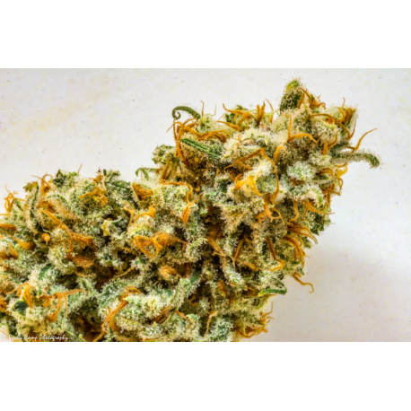 Apollo XX | Feminised, Indoor & Outdoor