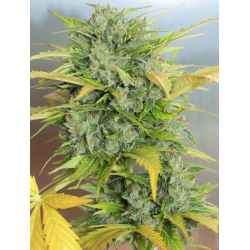 Auto AK-47 | Feminised, Auto, Indoor & Outdoor