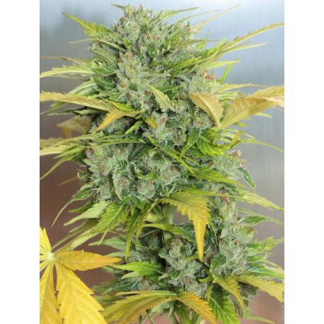Auto AK-47 | Feminised, Indoor & Outdoor