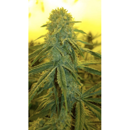 Fenojoy | Feminised, Indoor & Outdoor