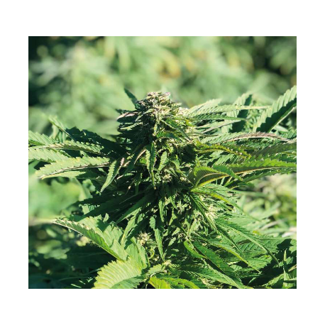 Fenomoon | Feminised, Indoor & Outdoor