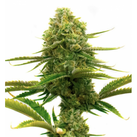 Fenoqueen | Feminised, Indoor & Outdoor