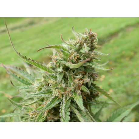 NLX x Purpurea 09 | Indoor & Outdoor