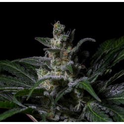 MUSƎ | Feminised, Indoor & Outdoor