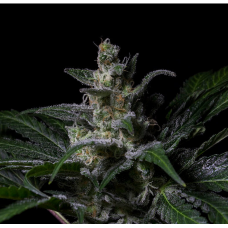 MUSƎ | Feminised, Indoor & Outdoor