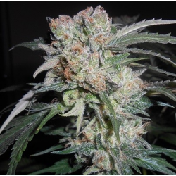 Zamaldelica x Kali China | Feminised, Indoor & Outdoor