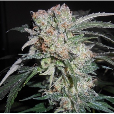 Zamaldelica x Kali China | Feminised, Indoor & Outdoor