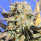Grandaddy Black | Feminised, Indoor & Outdoor