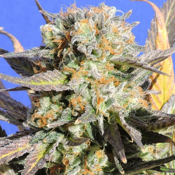 Grandaddy Black | Feminised, Indoor & Outdoor