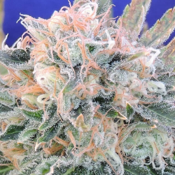 Auto Blueberry Ghost OG | Feminised, Auto, Indoor & Outdoor