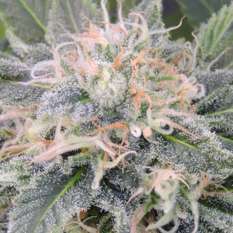 Black Ghost OG | Feminised, Indoor & Outdoor