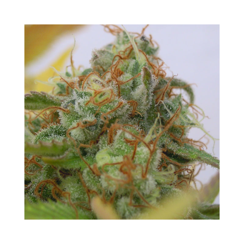 Gorilla Glue #4 Auto - Cannabis Seeds from Original Sensible