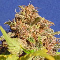 Wedding Cake Auto | Feminised, Auto, Indoor & Outdoor