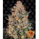 Bubba Kush | Feminised, Indoor & Outdoor