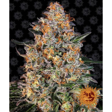 Bubba Kush | Feminised, Indoor & Outdoor