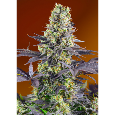 Sweet Zenzation | Feminised, Indoor & Outdoor